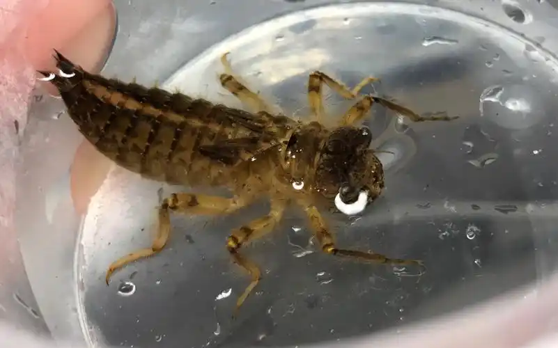 【水虿】和面包虫的pk