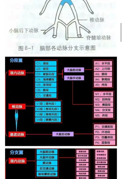 颈内动脉分段 - 好大夫在线