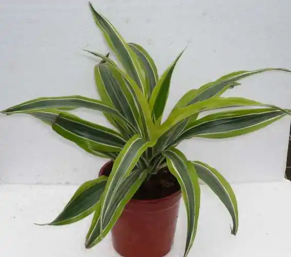 观叶植物有哪些,大叶子的绿植有哪些