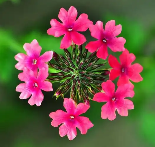 平时拍的几张小花小草