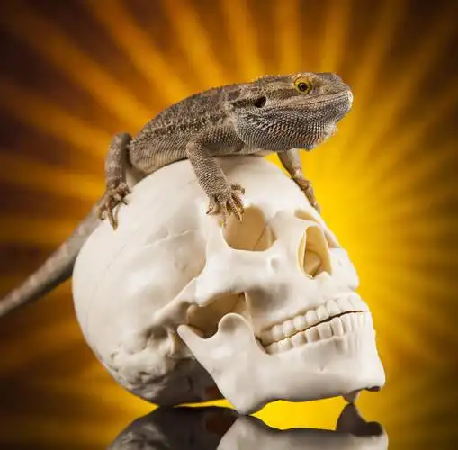 骷髅,长胡子的阿加玛,蜥蜴背景图片