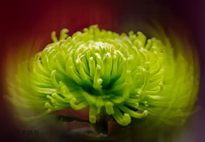 这绿菊花形似牡丹,故被称为绿牡丹.据说栽种技术难高很高.我拍了