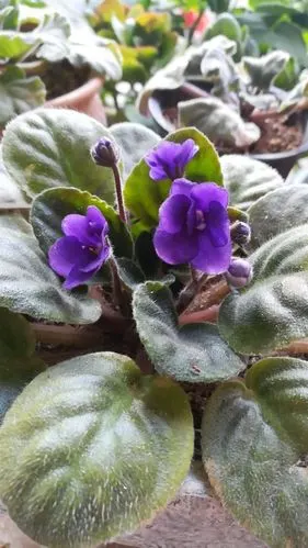 开花机器非洲堇