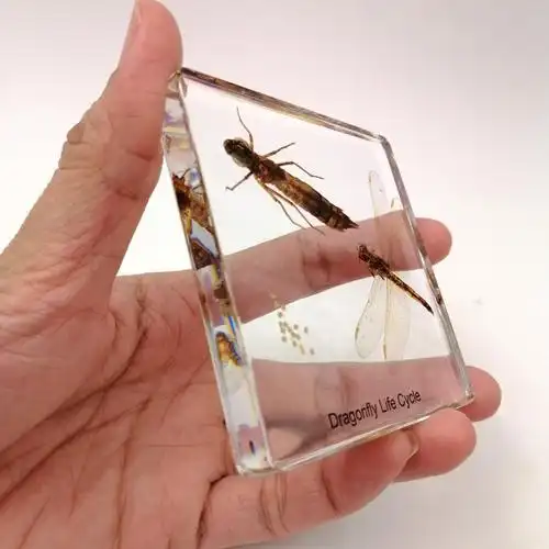 蜻蜓真虫卵幼虫的树脂生命周期 75 * 9毫米