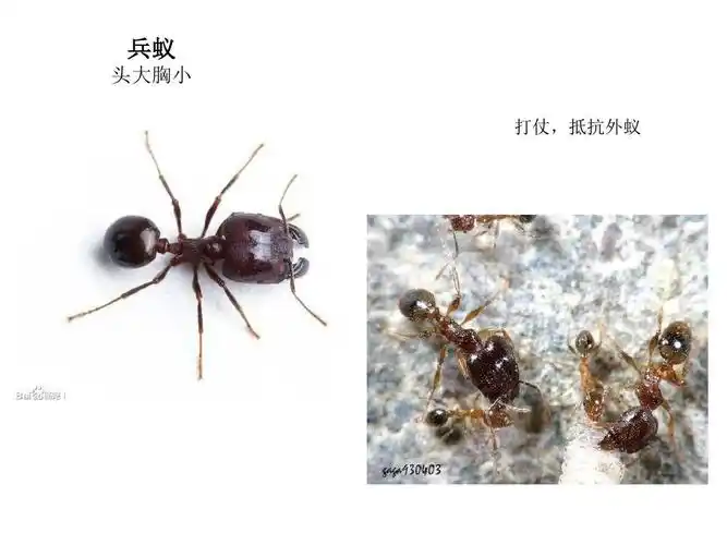 第四周周播报 写美篇  蚁群中一般有四种成员,分别是雄蚁,蚁后,工蚁