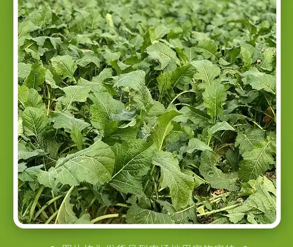 2021现挖芥菜疙瘩新鲜农家自种蔬菜辣菜头110斤现挖现发大头菜咸菜下