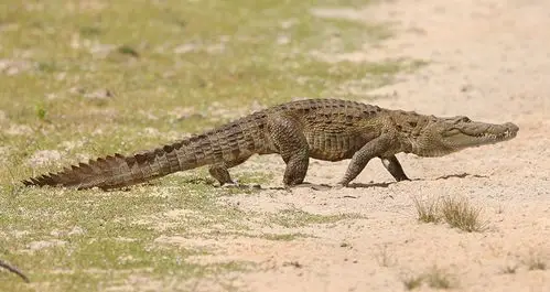 泽鳄 摄影:贺柏清