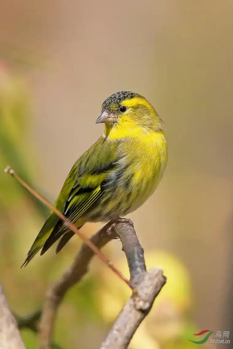 黄雀.黄雀(学名:carduelis spinus)为雀科金 - 抖音