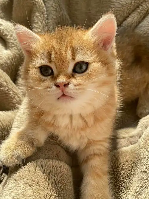 虎斑金渐层妹妹