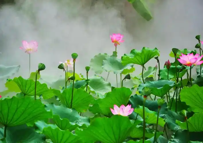 仙雾缭绕的荷花世界