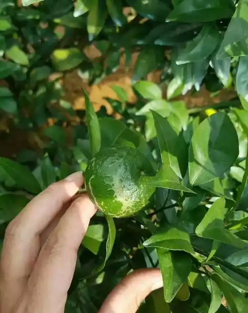 柑橘虫害——蓟马篇 有一种马,它叫蓟马!