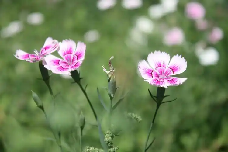 攀条夏荫绿, 幽径石竹红. 枝间花影动, 惊鸟数声鸣.