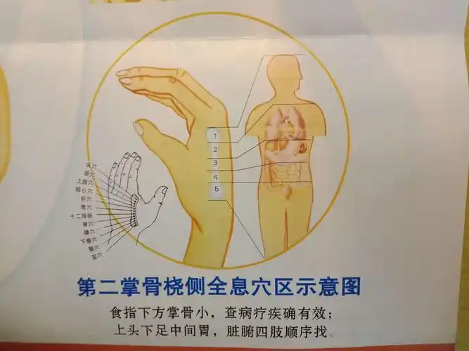 全息穴区示意图