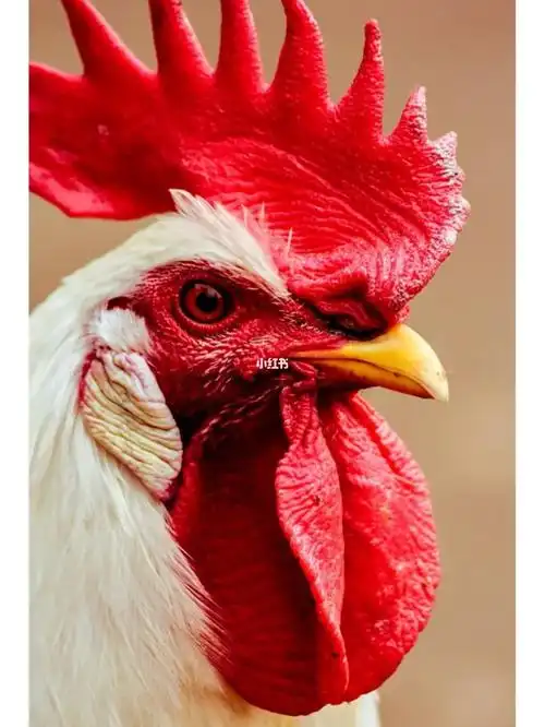 五彩斑斓的大公鸡