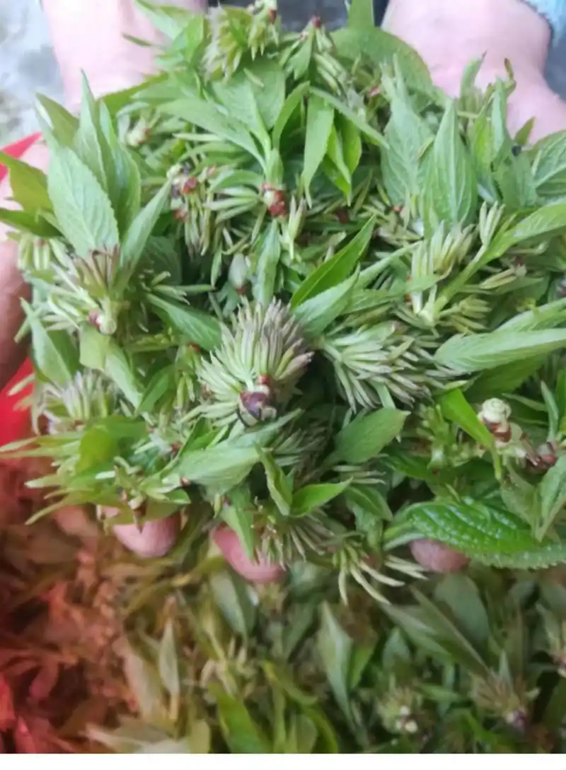 杜仲雄花是个宝,高达200元一斤,可惜农村没人采摘,白白浪费了