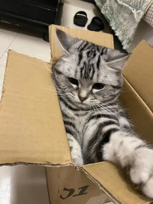 我的美短虎斑猫猫叫招财 被我这个铲屎官养的超可爱虽然没有发腮但是