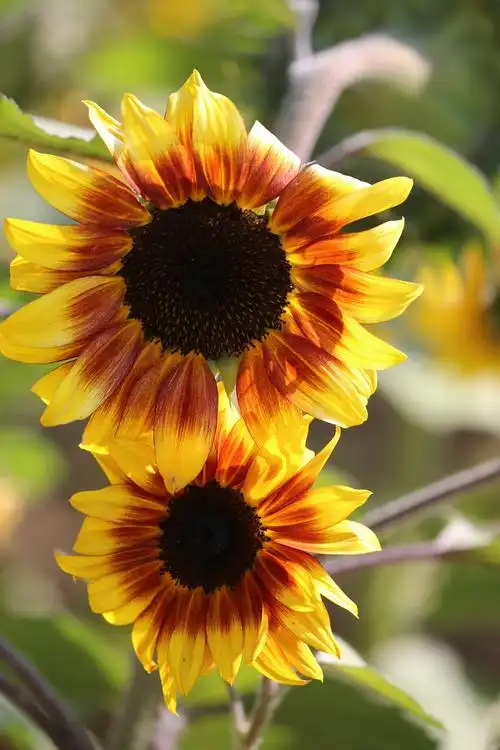 美丽的向日葵,一直向着太阳,积极向上,充满活力和希望!