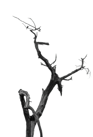 pngpsd2000*2000树枝素材pngpsd2000*2000瓶中树冬pngpsd2000*2000