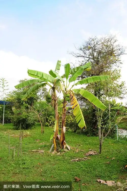 香蕉树