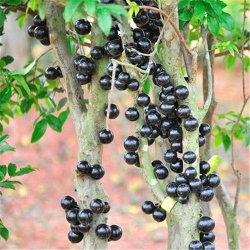 龙辰语 带叶带土发货嘉宝果树苗 嘉宝果苗 盆栽地栽嘉宝果树当年结树