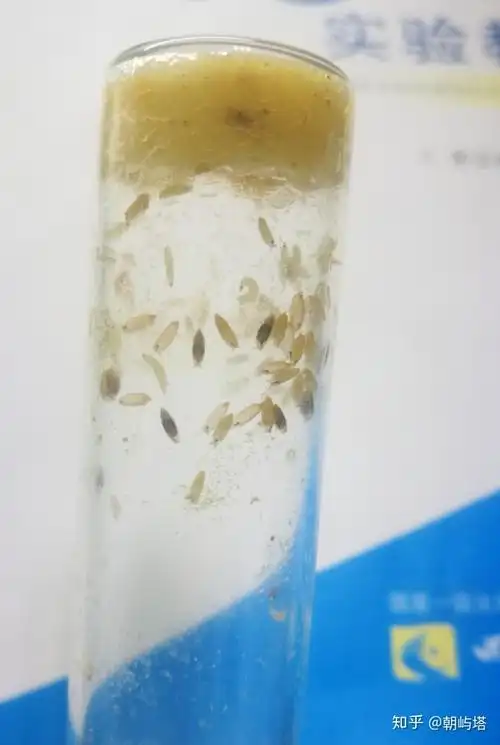 果蝇是刺穿皮产卵吗