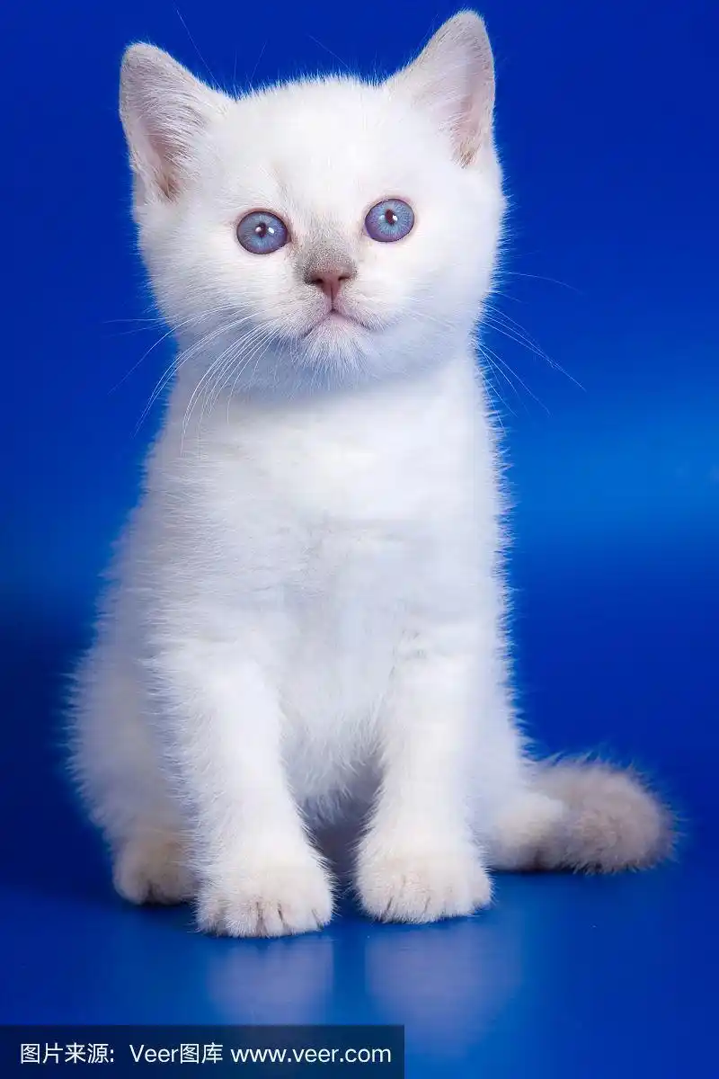 蓝色背景,白色,小猫,动物毛,蓝色眼睛