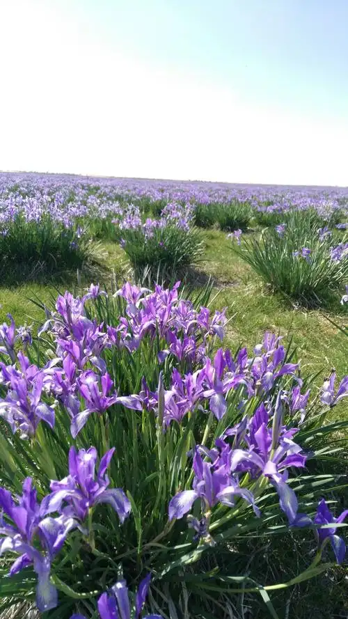 陶利河源头两万亩马兰花赏花风景区