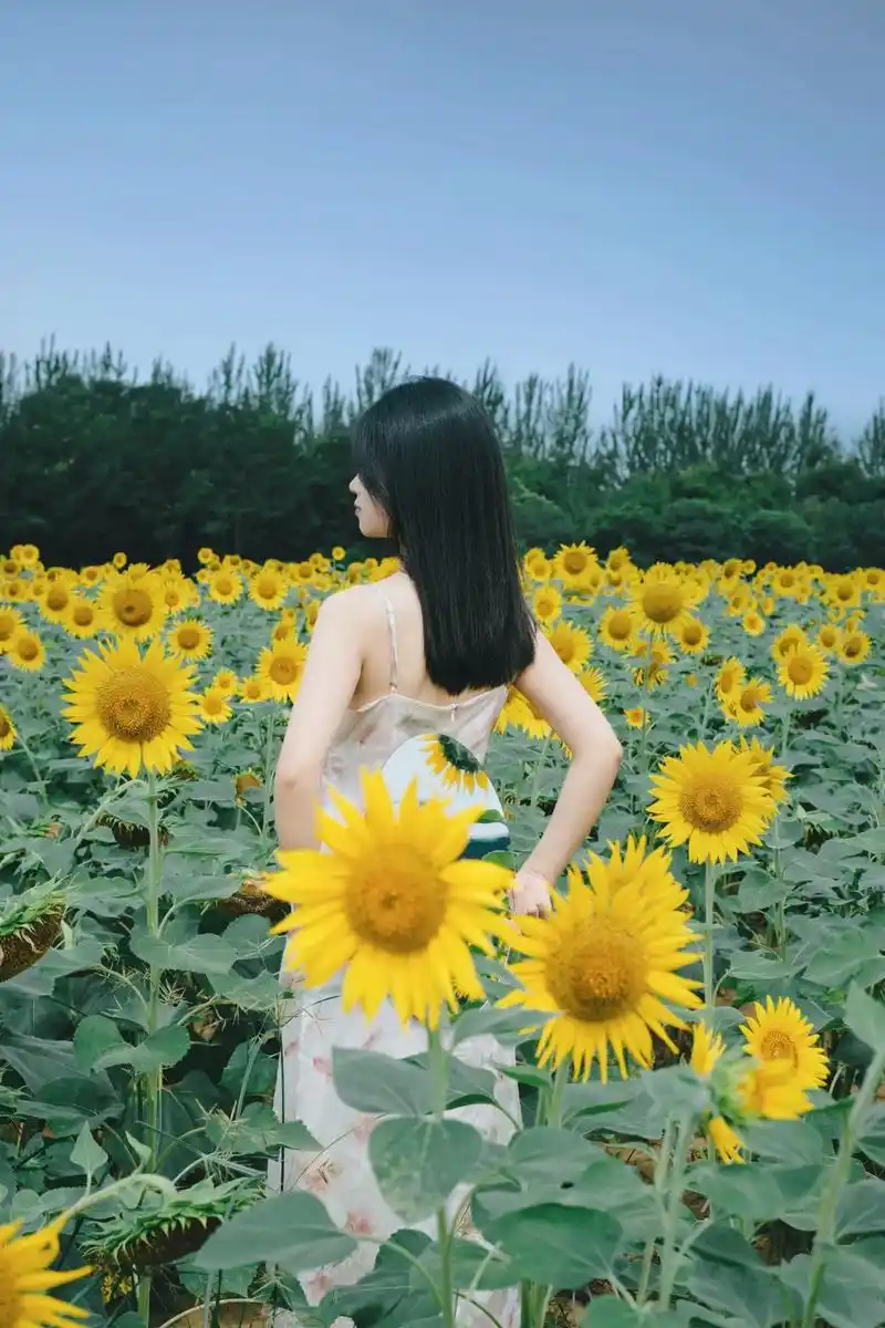 91拍照是浪漫生活的具象化|向日葵97花田.高