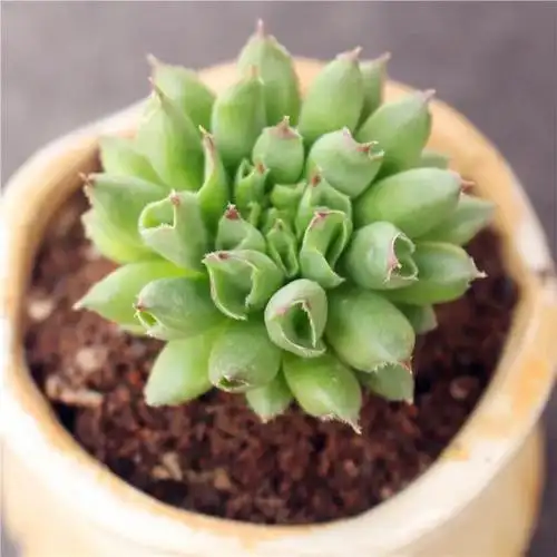 推荐20种适合夏季入手的多肉植物_网易订阅