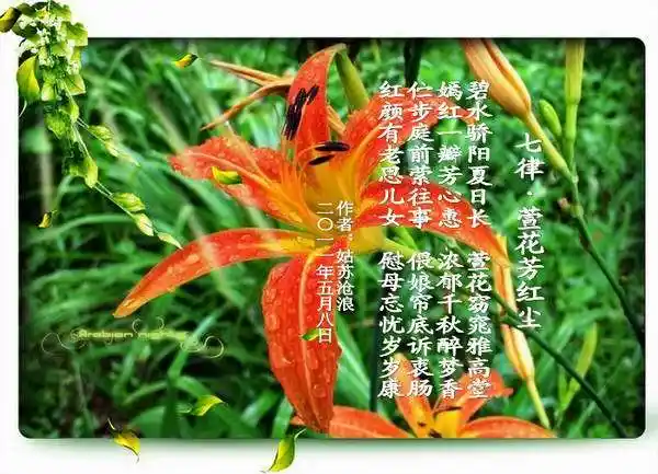 感恩的心七律萱花芳红尘感怀母亲节