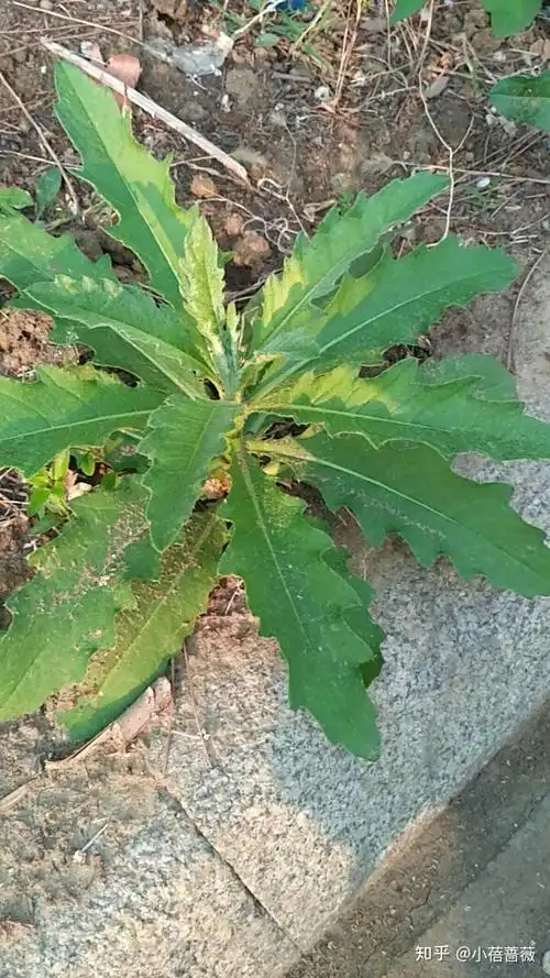 有哪些路边常见的中草药?马路边 花坛里 公园里 荒野 郊区? - 知乎