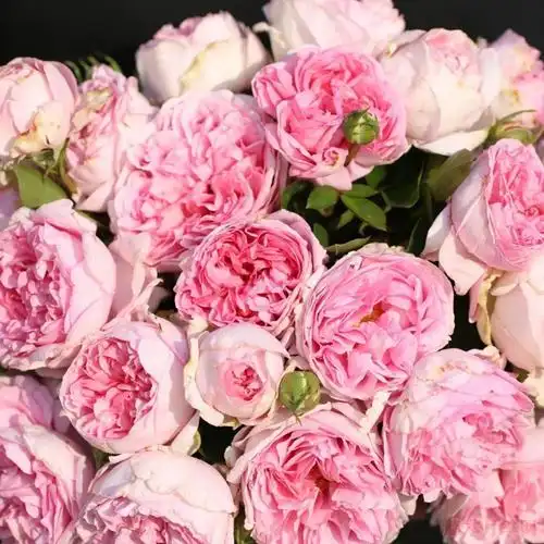 最值得买的伊芙月季品种