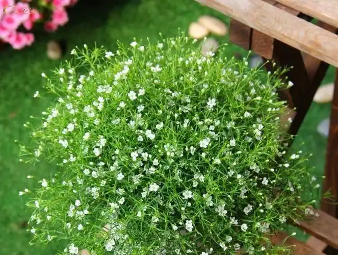 满天星很好养,阳台养一盆,做好"3点",轻松爆盆"花开不断"