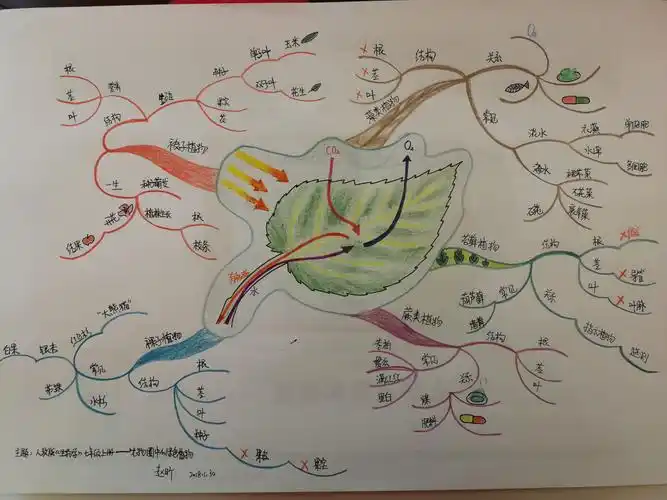 【认证】优师优课博赞思维导图管理师-赵昕-第六幅-《生物圈中的绿色