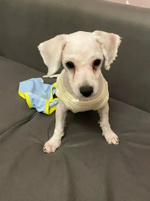 救命98 比熊剃完毛狗没抑郁 我抑郁了