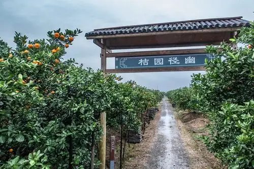 下一页 作品名称: 桔园径幽  作品描述:   拍摄地点: 黄岩柑橘博览园