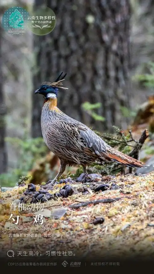 「云南生物多样性数字化百科图谱」脊椎动物勺鸡:天生高冷,习惯性社恐