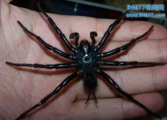 巨型上户蜘蛛体长可达20cm,传言踩过其足迹就会死亡(剧毒)