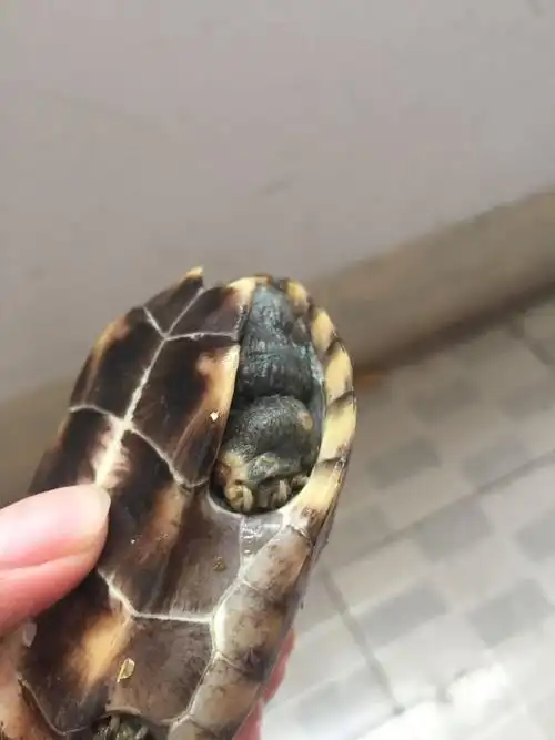 龟草龟多处腐皮我该怎么办这样子是不是该申请退款怎么治疗好这个乌龟