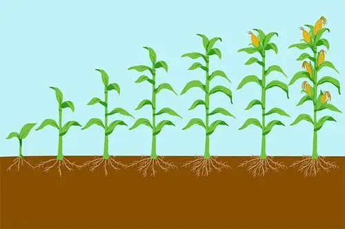 包括种子萌发,出苗及幼苗生长等过程,如同人的幼年时期