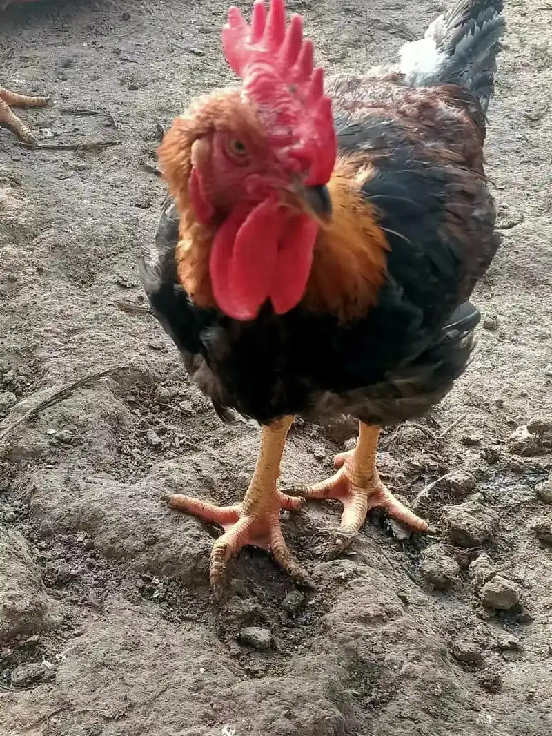 自家农场:散养柴公鸡,溜达鸡,纯粮食,菜叶喂养,肉质紧致,口 - 抖音