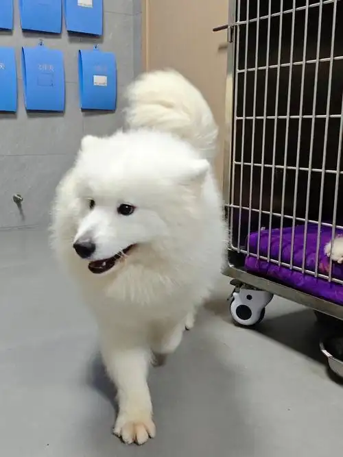 椰盟狗狗寻主##萨摩耶摆地摊