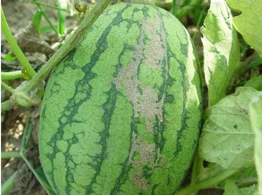 西瓜蓟马打不住怎么办,西瓜蓟马防治