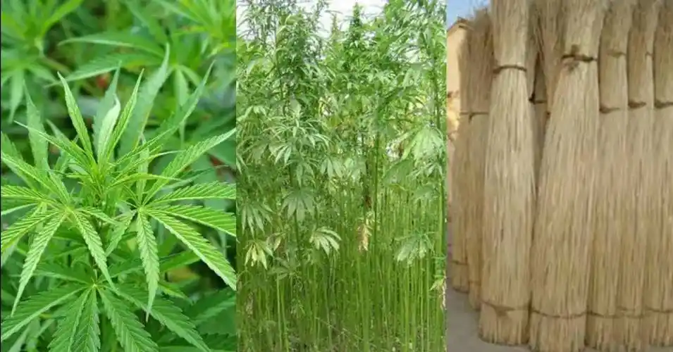 从植物到编织物每年创造33亿元产值的黄麻,为什么在我国却很少见?