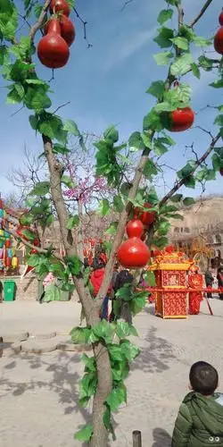 葫芦树,假的啦!