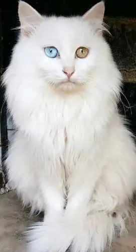 朋友非说我家猫是狮子猫,请各位 大神帮我鉴定一下