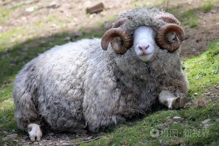 无角陶赛特公羊