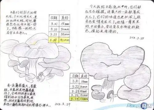 3.27 收割平菇 来一波原图 去年,一凡种了比脸还大的蘑