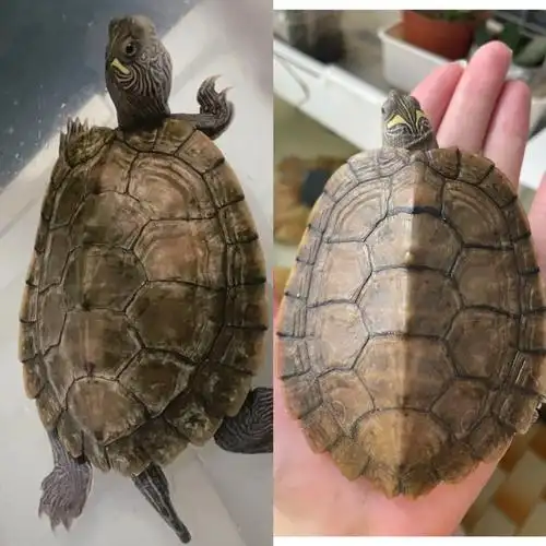 地图龟真菌治疗结束啦