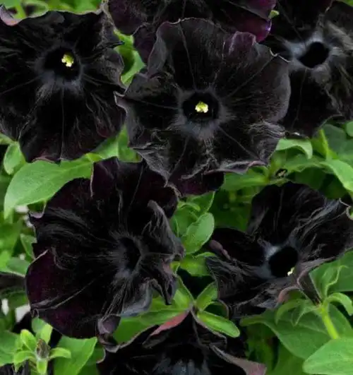 有哪些暗黑植物(暗黑系花草)?求配图和简介.